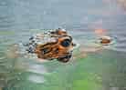 動物図鑑・ニシアフリカコビトワニの写真 1